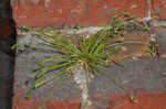 Asian shortstem sedge